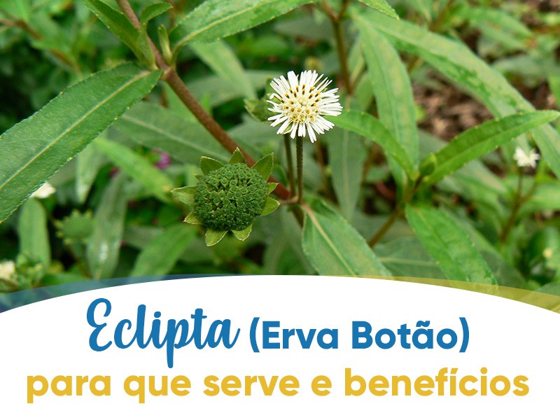 Eclipta alba (Erva Boto): para que serve e benefcios